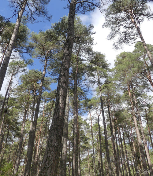 BrandonRobertsPhotography